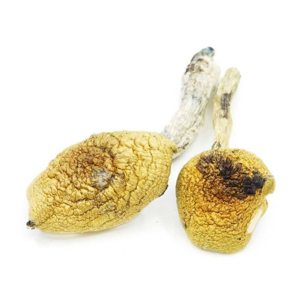 Golden Teachers Magic Shrooms