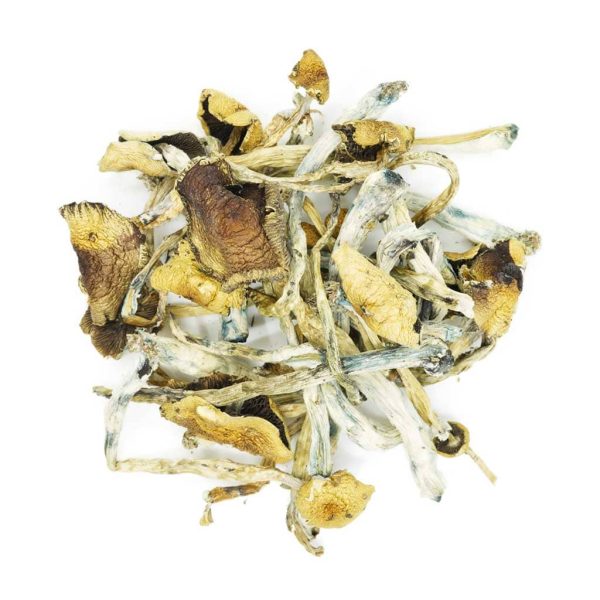 Golden Teachers Magic Mushrooms