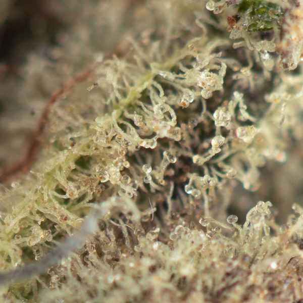 strawberry cough strain macro