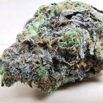 amnesia weed strain 2