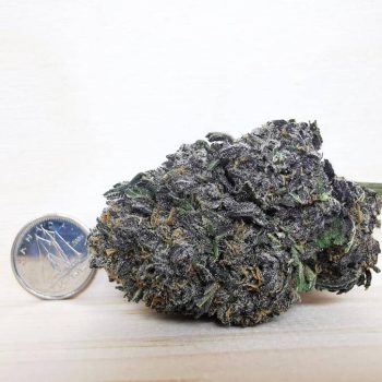 hawaian snow sativa strain